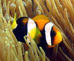 Clarkes Anemone Fish, Ningaloo Reef by Penny Murphy 